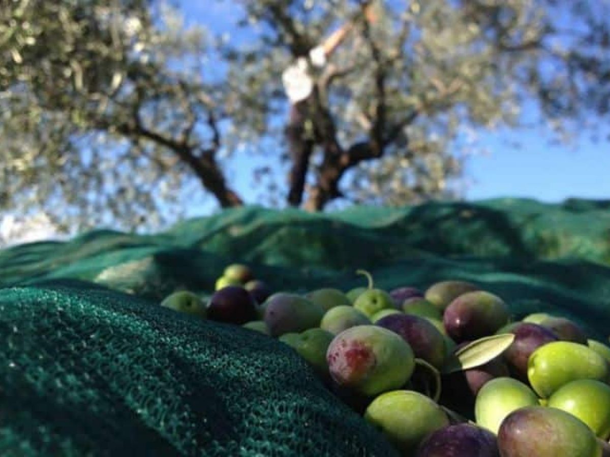 La Raccolta delle Olive in Abruzzo: Cresce la Produzione ma Salgono i Prezzi